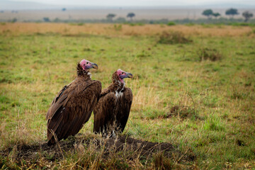 Lappet-faced Vulture or Nubian vulture - Torgos tracheliotos, Old World vulture belonging to the bird order Accipitriformes, pair two scavengers feeding on the carcass in Masai Mara Kenya