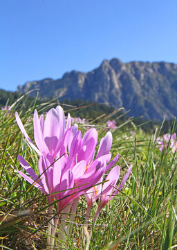fiori rosati di colchico (Colchicum autumnale)