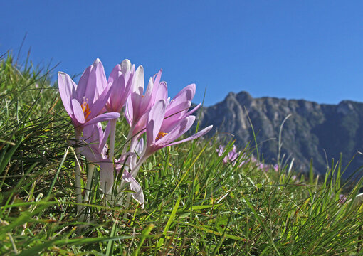 fiori rosati di colchico (Colchicum autumnale)