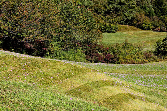 dolci curve e fiori di colchico nei prati della Val di Fiemme (Trentino)