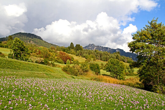 fioritura autunnale di colchico in Val di Fiemme (Trentino)