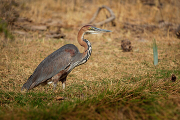 Goliath Heron - Ardea goliath also Giant heron, large wading bird of the heron family Ardeidae, found in sub-Saharan Africa, in Southwest and South Asia, standing and hunting in Kenya