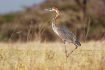 Goliath Heron - Ardea goliath also Giant heron, large wading bird of the heron family Ardeidae, found in sub-Saharan Africa, in Southwest and South Asia, standing and hunting in Kenya