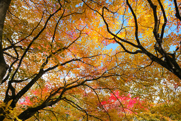 清水公園の紅葉  