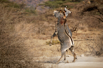 Grevys Zebra - Equus grevyi also Imperial zebra, bloody fighting duel, largest living wild equid,...