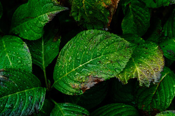 水滴の着いた葉