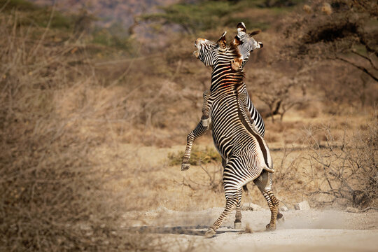 Grevys Zebra - Equus grevyi also Imperial zebra, bloody fighting duel, largest living wild equid, most threatened of the three species, found in Kenya and Ethiopia, tall, large ears, stripes narrow