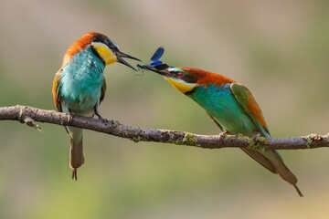 Fototapeta na wymiar Bee-eaters courtship