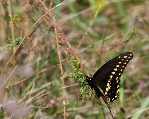 A Swallowtail Butterfly late in the season.