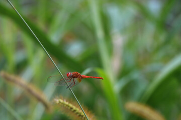 Red-veined darter sitting on a green stem