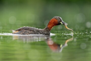 Little grebe