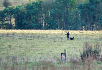a lady walking two dogs on leads across green field with woodland background