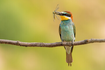 bee-eater with a dragonfly