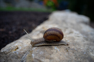 Weinbergschnecke auf einem Stein