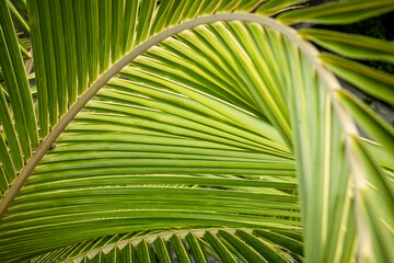 palm tree leaves