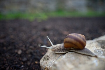Weinbergschnecke auf einem Stein