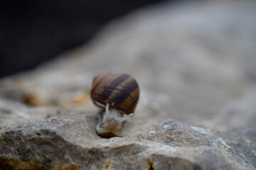 Weinbergschnecke auf einem Stein
