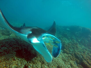 Fototapeta na wymiar Manta ray on a reef in Fiji