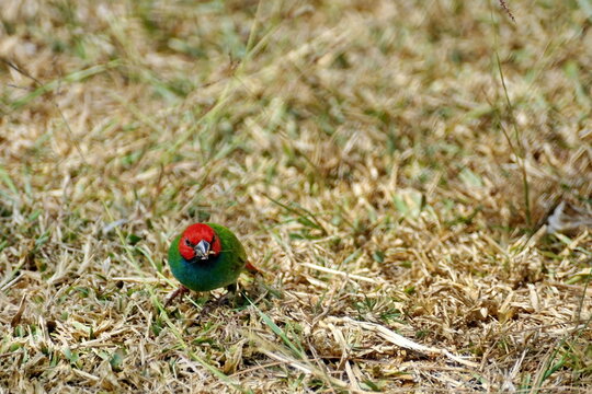 Fiji parrotfinch (Erythrura pealii) in the grass, in Fiji