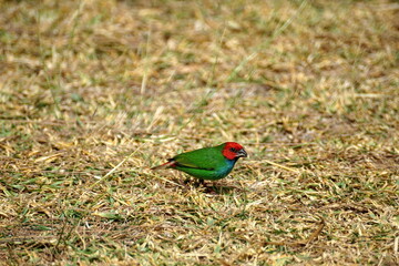 Fiji parrotfinch (Erythrura pealii) in the grass, in Fiji