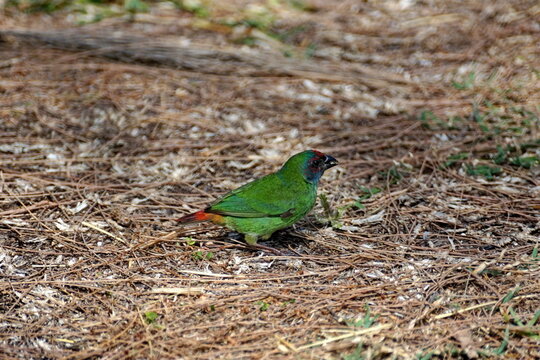 Fiji parrotfinch (Erythrura pealii) in the grass, in Fiji