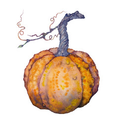 Watercolor illustration of a red ripe pumpkin