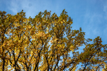 autumn trees against blue sky