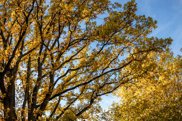 autumn trees in the park
