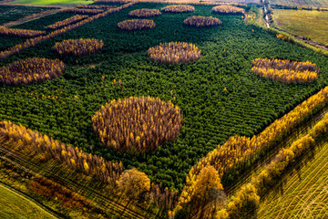 Aerial view of colorful autumn forest pattern planted with green fir trees and yellow birches in autumn