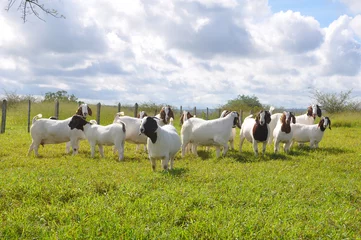 Fotobehang A group of great Boer goats grazing on the farm's green pastures © LGAndrade