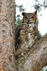Great Horned Owl Perched in a Tree