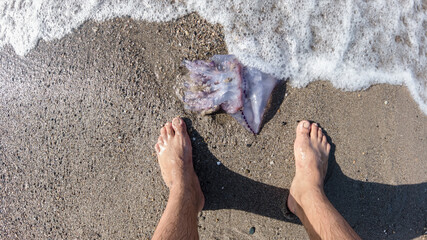 Feet of a person looking at (Rhopilema nomadica) jellyfish at the beach, It has vermicular filaments with venomous stinging cells that cause painful injuries to people, Jellyfish sting concept image. © boulham