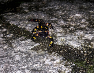 salamander walks on a rocky ground