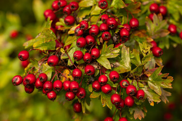 Früchte vom Weißdorn