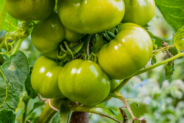 Reportage sur la culture de tomates