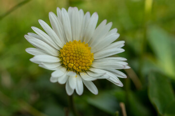 Obraz premium Nahaufnahme eines Gänseblümchens