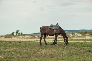 A brown horse is resting in a field. A bay mare with a saddle on her back. Day. Sunny. Russia.