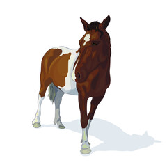 Vector illustration of a spotted horse, isolated image on a white background. EPS 10