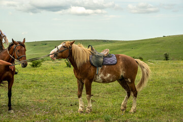A brown horse is resting in a field. A bay mare with a saddle on her back. Day. Sunny. Russia.