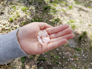 写真素材：子供の手のひらに花びらが舞い散った時の一場面2
