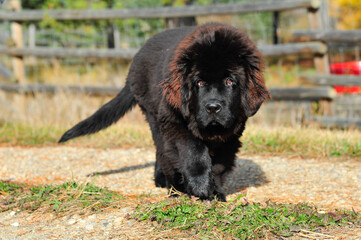 Black colored red highlight fur of Newfoundland Puppy taking walk on country road