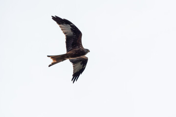 Rotmilan im Flug