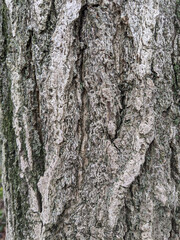 写真素材：樹齢の長い大木の樹皮に苔7

