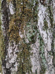 写真素材：樹齢の長い大木の樹皮に苔5

