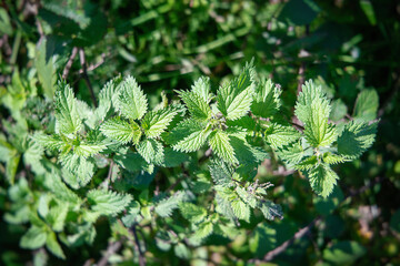 Small Nettle leaves in the forest