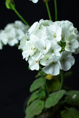 White flower on black