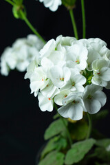 White flower on black