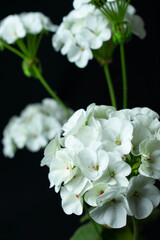 White flower on black