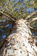upwards angle of a tree