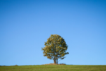 Fototapeta na wymiar Kleiner Baum auf freier Fläche